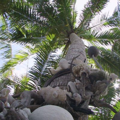 Polinesia-Rangiroa-Archipels-047