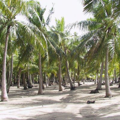 Polinesia-Rangiroa-Archipels-051