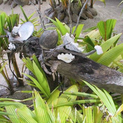 Polinesia-Rangiroa-Archipels-055