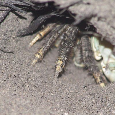 Polinesia-Rangiroa-Archipels-066