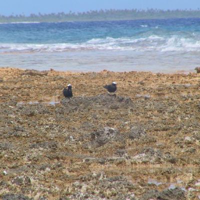 Polinesia-Rangiroa-Archipels-068