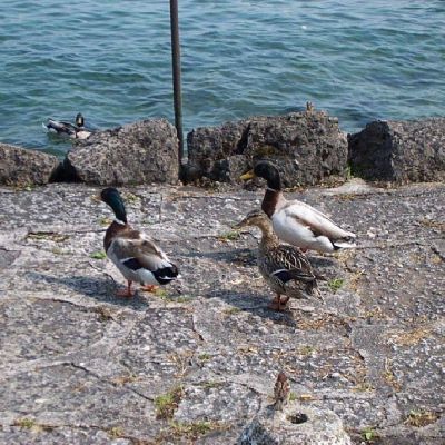 Lago di garda-031