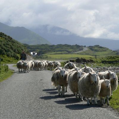 Scozia -Strada da Thurso a Scourie-045